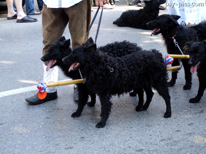 Owczarek chorwacki (Croatian Sheepdog)