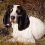 Gończy berneński (Berner Laufhund)