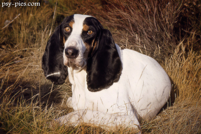 Gończy berneński (Berner Laufhund)