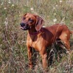 Redbone coonhound