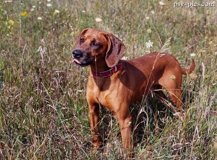 Redbone coonhound