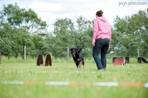 Poradnik tresera: Jak tresować psa?