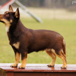 Lancashire heeler