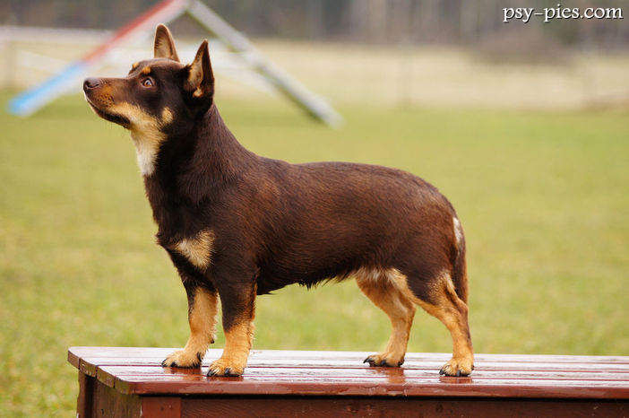 Lancashire heeler
