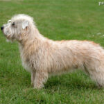 Irish glen of imaal terrier