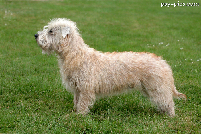 Irish glen of imaal terrier