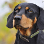 Gończy łotewski (Latvian Hound)