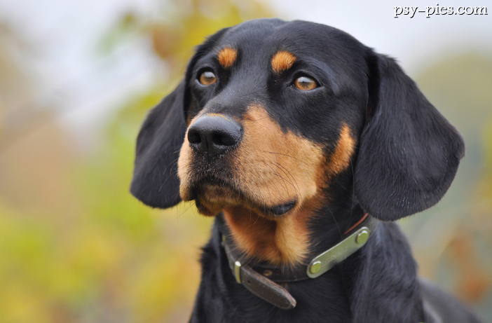 Gończy łotewski (Latvian Hound)