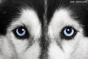 Co kryją w sobie oczy psów siberian husky?