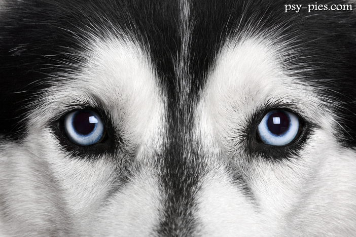 Co kryją w sobie oczy psów siberian husky?