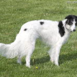 Silken Windhound (Silken)