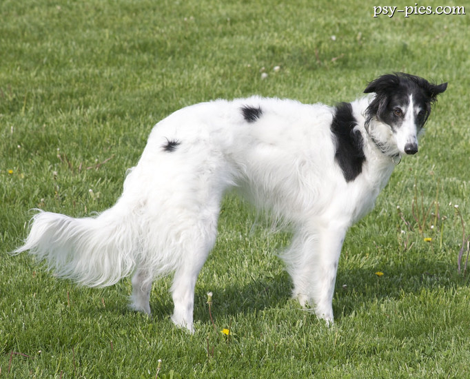 Silken Windhound (Silken)