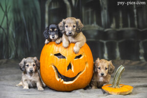 Halloweenowe psiaki