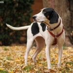 Treeing Walker Coonhound