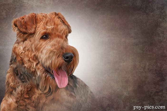 Historia Airedale Terrier