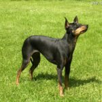 English Toy Terrier (Black and Tan Toy Terrier)