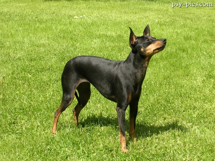 English Toy Terrier (Black and Tan Toy Terrier)