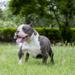 American Bully (Amerykański Pit Bully)