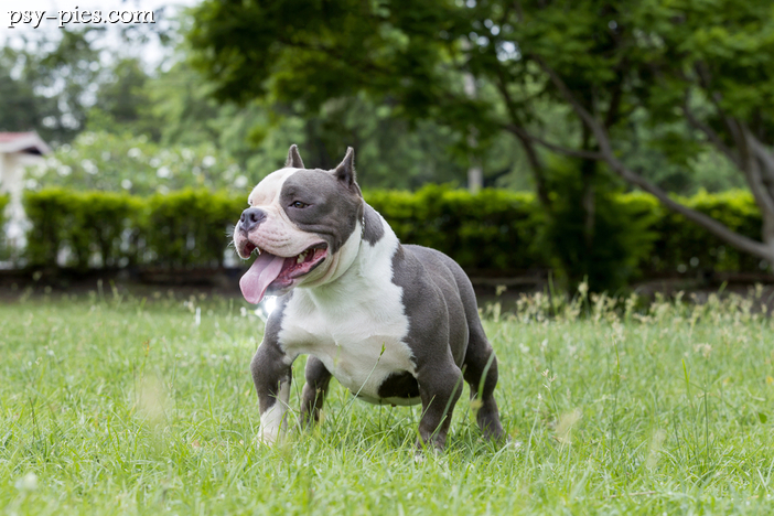 American Bully (Amerykański Pit Bully)