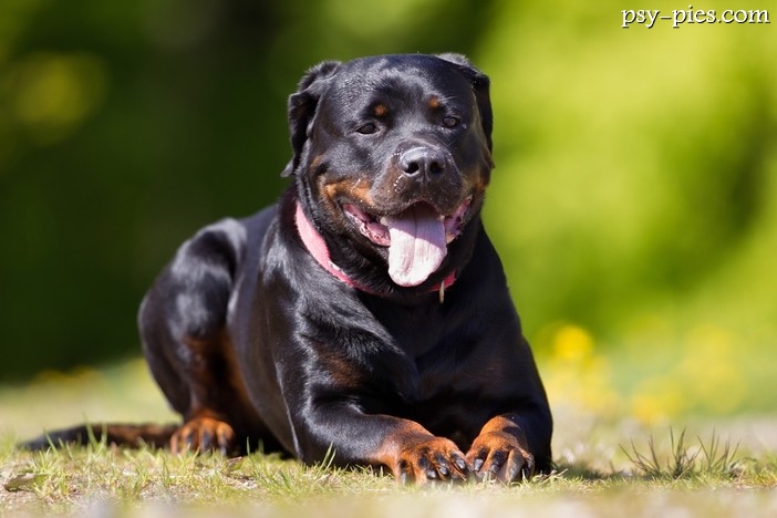 Wzorzec Rottweilera (FCI nr 147)