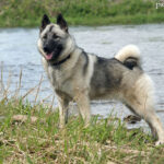 Elkhund szary (Norwegian Elkhound Grey)