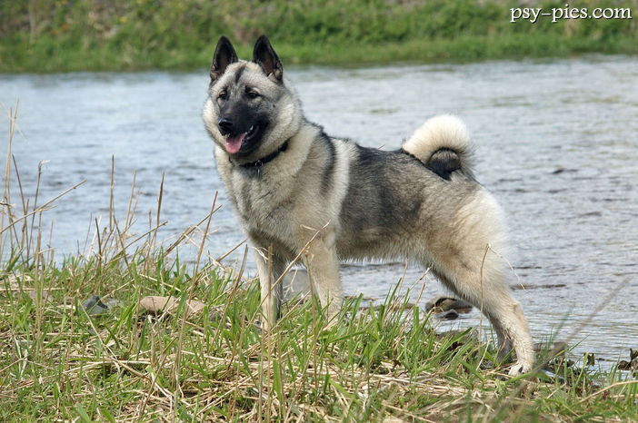 Elkhund szary (Norwegian Elkhound Grey)