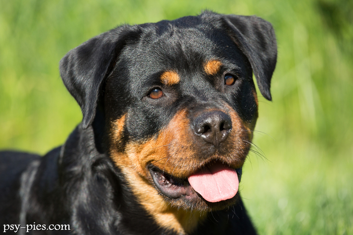 Pielęgnacja Rottweilera