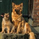 Harzer Fuchs