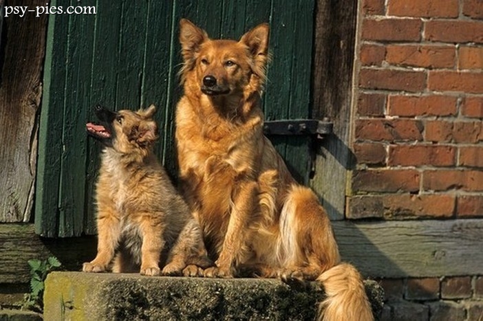 Harzer Fuchs