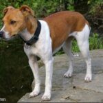 Plummer Terrier