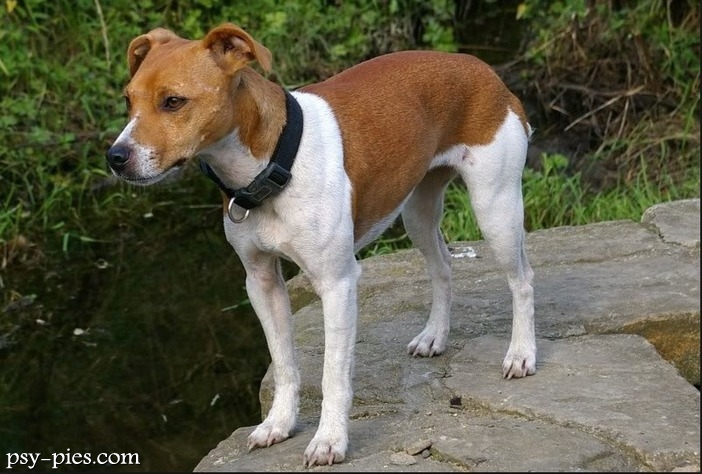 Plummer Terrier
