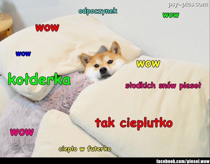 Pieseł nowy mem internetowy