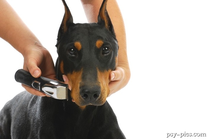 Pielęgnacja Dobermana