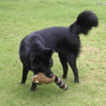 Kintamani (Balinese Mountain Dog)