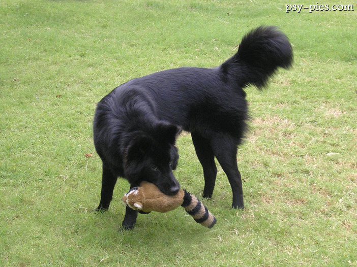 Kintamani (Balinese Mountain Dog)