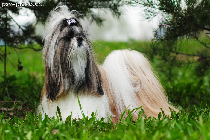 Wzorzec Shih Tzu (FCI nr 208)