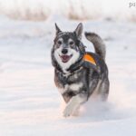 Jamthund (Szwedzki elkhund)