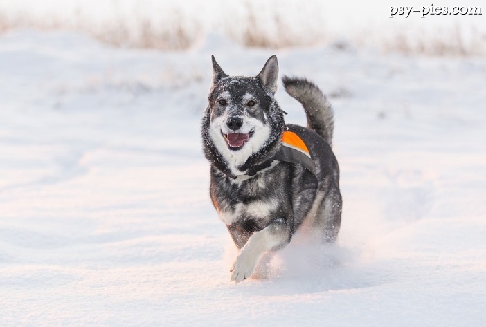 Jamthund (Szwedzki elkhund)