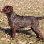 Patterdale Terrier