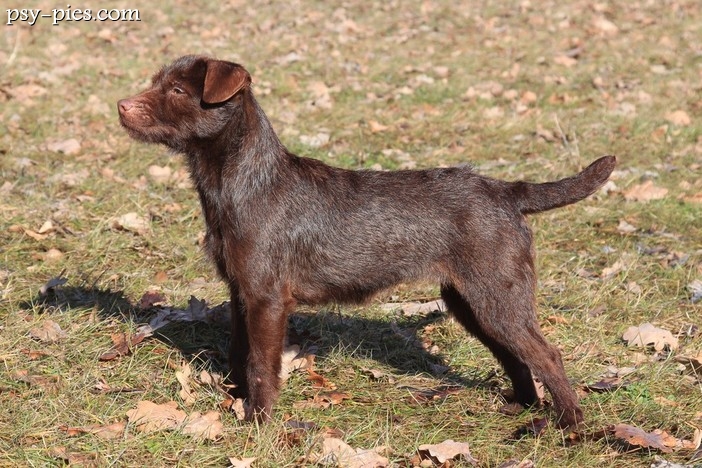 Patterdale Terrier
