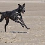 Lurcher