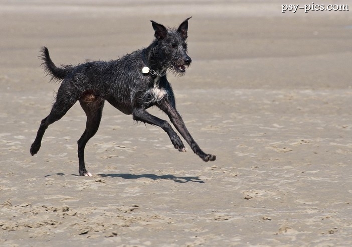 Lurcher