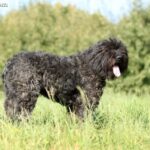 Bouvier des Flandres (Owczarek flandryjski)