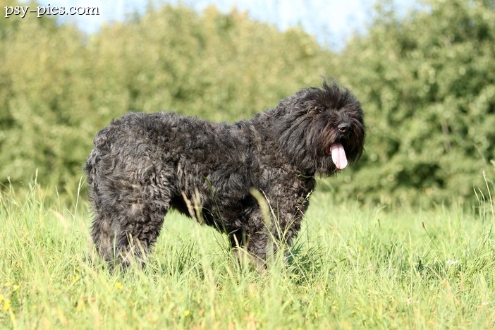 Bouvier des Flandres (Owczarek flandryjski)