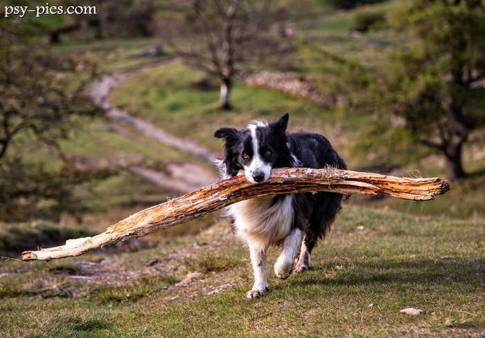 Border Collie uroczy przyjaciel czy pies niszczyciel?