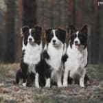 Border collie