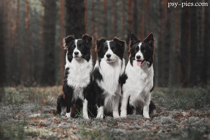 Border collie