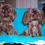 Chinese Imperial Dog