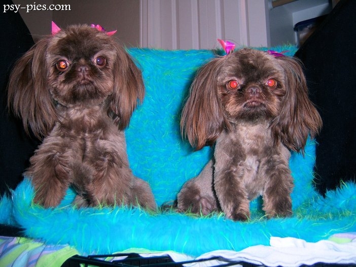 Chinese Imperial Dog