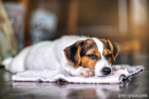 Choroby Jack Russell Terriera
